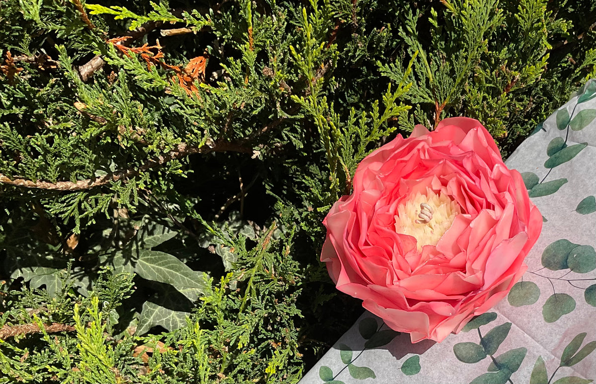 Bright Coral Peony