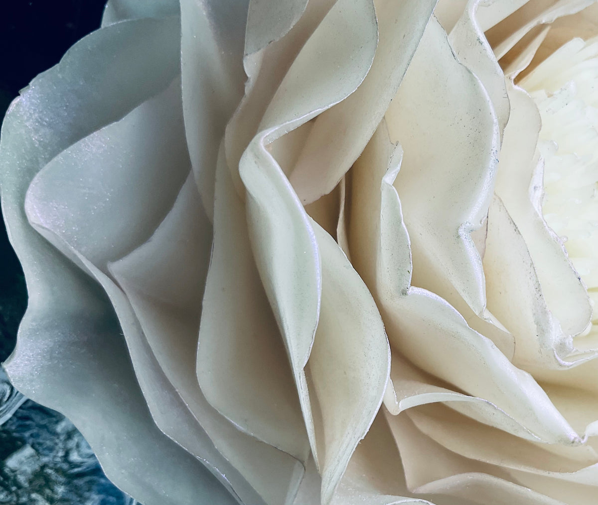 Iridescent Ivory Peony