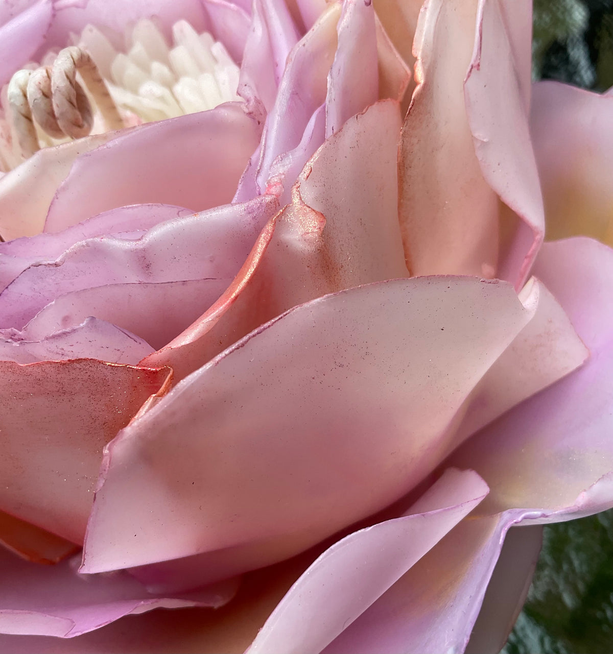 Soft Pink & Soft Yellow Peony